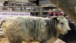 €5400 for incalf heifer  Victoria Farms [upl. by O'Connor413]