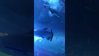 Finding dory Tamil Cartoon dialogue [upl. by Rudich]