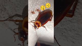 Cockroach Telapoka🪳insect fear Ghost SoundS [upl. by Atthia]