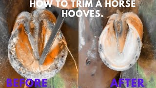 Trimming Overgrown Horse Hooves [upl. by Yht235]