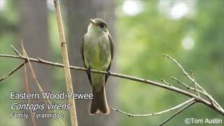 A sample of the Flycatchers of South Carolina [upl. by Arie]