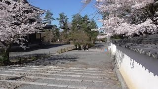 京都 南禅寺の桜 cherry full bloom of Nanzenji temple in Kyoto [upl. by Garin]