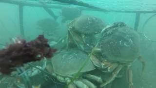 GoPro Crabbing Bandon Oregon 2016 [upl. by Turley546]