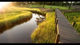 Three reasons to value salt marshes  Sci NC [upl. by Norreht]