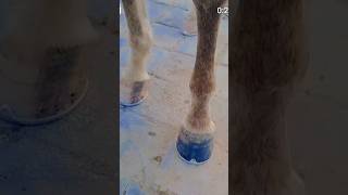 Horse hoof video satisfy please like subscribe ❤️trendingshorts video ❤️❤️❤️❤️❤️❤️ [upl. by Ecnarepmet403]