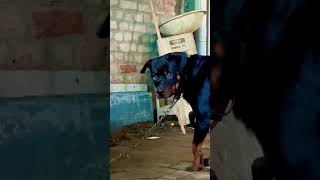 alangu bullykutta doglover mastiffdog bullybreed pakistanibullykutta youtubeshorts trending [upl. by Anaicilef676]