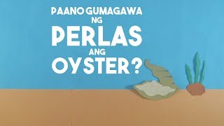 Paano Gumagawa ng Perlas ang Oyster  Aghamazing [upl. by Zanze]