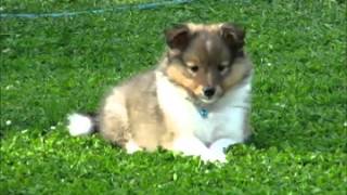 85 week old sheltie puppies playing in the garden [upl. by Naliorf]