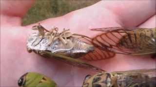 Locusts life cycle Cicadas Hatching Timelapse [upl. by Nagiem]