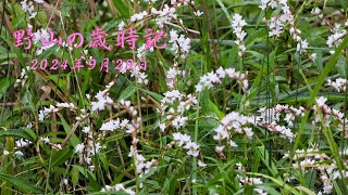 野山の歳時記 秋風が吹き 咲き始めた花 2024年9月29日 [upl. by Adeys]