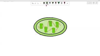 Easy mitochondria drawing cbse 9th science biology trending powerhouse cell cellorganelles [upl. by Channa]