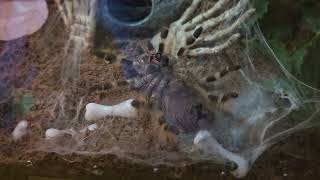 Nhandu coloratovillosus molting in real time from flip to flip [upl. by Onia]