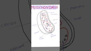 mitochondria structure mitochondria shortvideo mdico [upl. by Lrac]