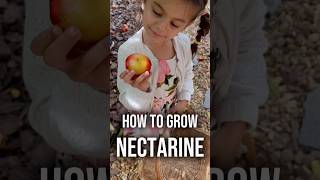 What you NEED to know about growing nectarines in humid climates atlantagardener [upl. by Ateiram]