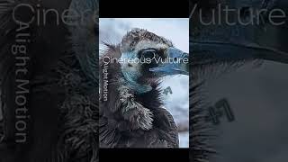 Cinereous Vulture vs Golden Eagle edit birds [upl. by Suoicerp]