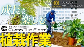 リゾートの植栽作業を行っていきます！！！【 宮古島でリゾートをつくろう 】 [upl. by Johppah]