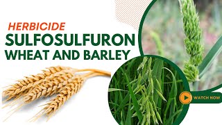 Sulfosulfuron Herbicide Guide Effective Weed Control for Wheat and Barley [upl. by Azilem]