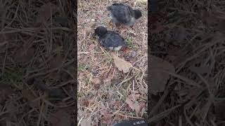 Australorp mix dust bathing chickencare nature chicks selfcare cute [upl. by Marchall328]