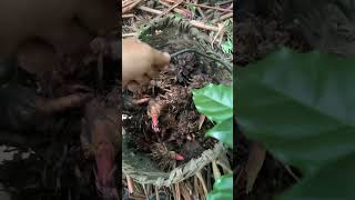 Large cardamom alaichi harvesting in Nepal [upl. by Aneele553]