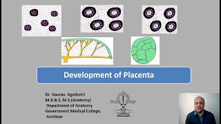 Development of Placenta [upl. by Soulier]