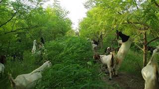 Moringa Oleifera intercrop Sesbania in fodder forest for feeding to animals and grazing Sohnjna [upl. by Bertie]