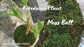 Kokedama plant Moss ball 🌱🌱🌱 [upl. by Tnilc]