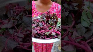 Chalo Banate Hai Laal Saag ytshots laalsaag saag recipe stylewithzoya [upl. by Ilana]