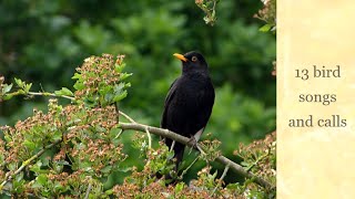 13 bird songs and calls [upl. by Caitrin]