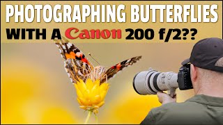 200 f2 amp 400 f4 For Wildlife Photography In the Field Photographing Beautiful Butterflies [upl. by Hnahym]