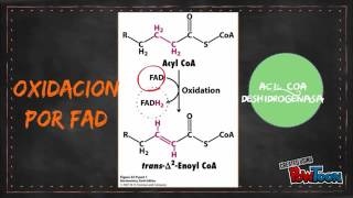 beta oxidacion del acido palmitico [upl. by Audi537]