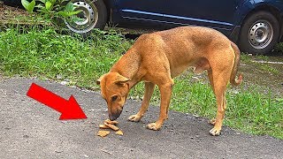 FEEDING SCARED HOMELESS DOGS IN DIWALI Social Experiment [upl. by Ellehcyar905]