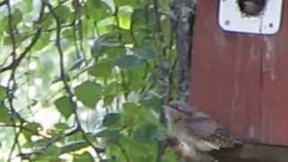 Wryneck fledgling first flight Vendehalsungen utebfor første gang [upl. by Nahgeam]