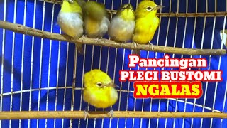 Pancingan pleci bustomi ngalas [upl. by Htiderem]