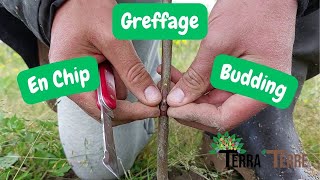 Greffe en Chip Budding  Greffage en Avril du Kaki [upl. by Hughmanick]