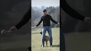 k9 dog dogsoftiktok tactical dogtrainer asmr [upl. by Packer]