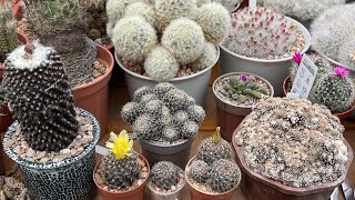 Copiapoa tenuissima collection  before and after  2021 vs 2023 growth flowers and pollination [upl. by Derreg53]