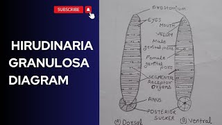 hirudinaria granulosa diagram ।। how to draw hirudinaria granulosa diagram ।। [upl. by Yrreg583]