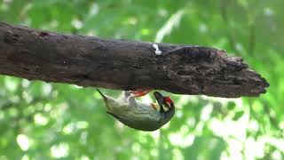 Coppersmith barbet Digging Nest Hole on Tree  Coppersmith barbet [upl. by Trixie]