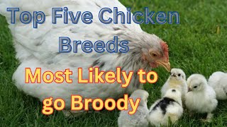 Top Five Chicken Breeds That are Most Likely to go Broody [upl. by Arammahs90]