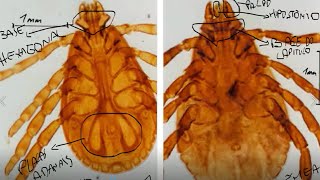 Rhipicephalus sanguineus prática parasitologia macho e fêmea classificações morfológicas [upl. by Kcorb194]