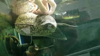 Play with my lungfish Protopterus annectens [upl. by Nowyt]