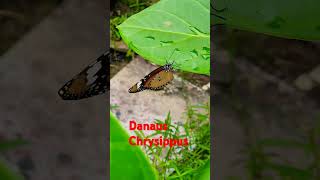 Danaus ChrysippusButterflybeautifulnaturelifeshortsviraltrendingknowledgeyoutubeshortsfun [upl. by Epifano]