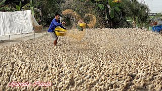 The duck  The process of raising laying ducks from hatching eggs to laying eggsAnimals Plants [upl. by Yliram]