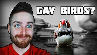 Is My Bird Gay  Google Feud wHutts 2 [upl. by Aisekal]