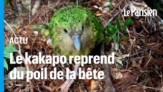 Lincroyable renaissance du kakapo en NouvelleZélande [upl. by Yrelbmik]