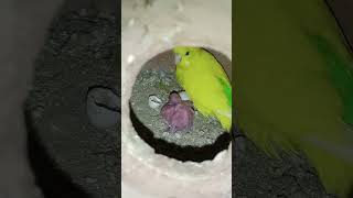 budgies birds parrot lovebirds parakeet budiges budgiesfam lovesigns pets budgiefam [upl. by Sasha754]