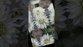 winter flowers 🌼🌿 winter flowers vlog garden indian farmer aesthetic lofi song shorts [upl. by Lavina]