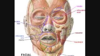 Cranial Nerve Mnemonic Gus Halwani [upl. by Huff900]