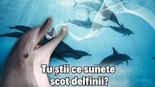 Tu știi ce sunete scot delfinii [upl. by Outhe916]