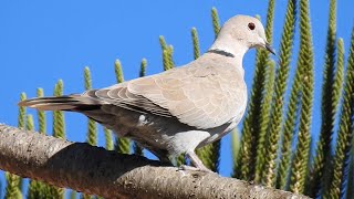 Collared Dove Call Tourterelle turque chant Tortora del collare orientale canto [upl. by Berglund]